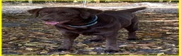 Labrador cani in regalo: KUBRA stupenda labr. cieca a Città metropolitana di Milano - Annuncio 6