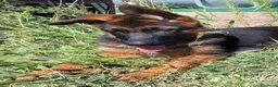 Pastore Tedesco cani in vendita: PASTORI TEDESCHI - Annuncio 28