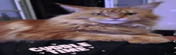 Maine Coon gatti in vendita: Cuccioli Maine Coon - Annuncio 4