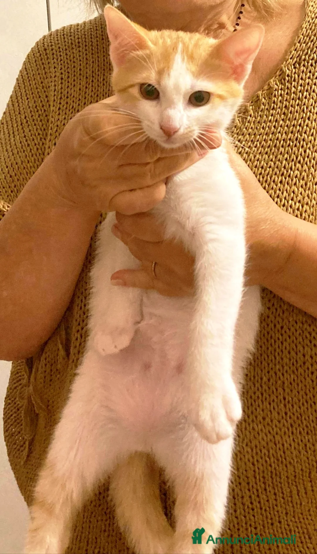 Europeo gatti in regalo:  ​🐾 QUATTRO MERAVIGLIOSI GATTINI CERCANO CASA! 🏡 - Annuncio 12