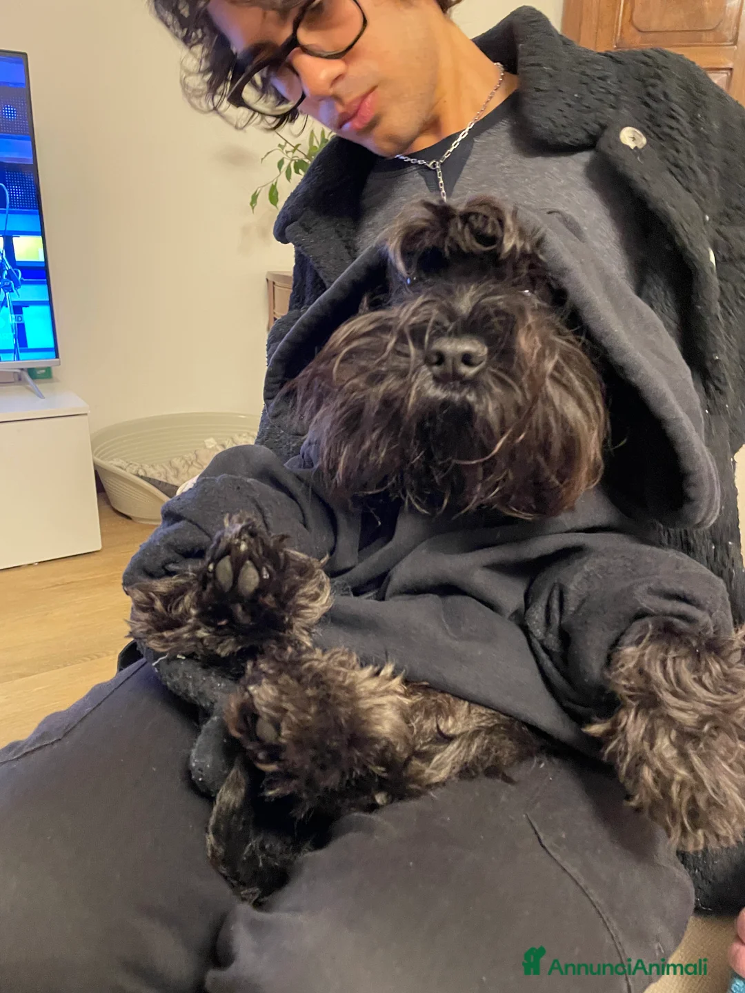 Mini Schnauzer cani per accoppiamento: Cerco fidanzato  a Provincia di Vicenza - Annuncio 4