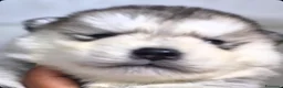 Alaskan Malamute cani in vendita: Alaskan Malamute cuccioli  - Annuncio 4