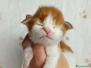 Maine Coon gatti Cuccioli Maine coon bicolori - Annuncio 9