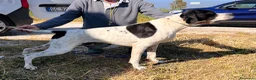 Pointer cani in vendita: Pointer maschio bianco nero - Annuncio 2