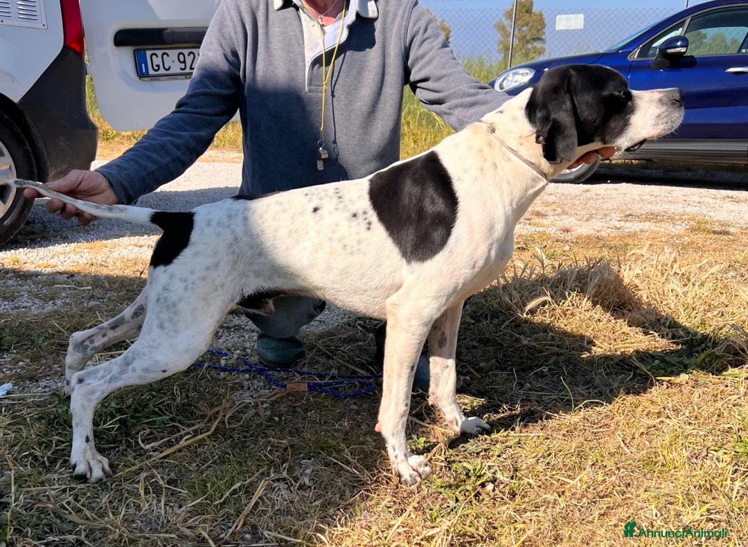 Pointer cani in vendita: Pointer maschio bianco nero - Annuncio 2