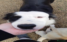 Border Collie cani in regalo: WILLOW, fantastica mix BORDER COLLIE! - Immagine 6