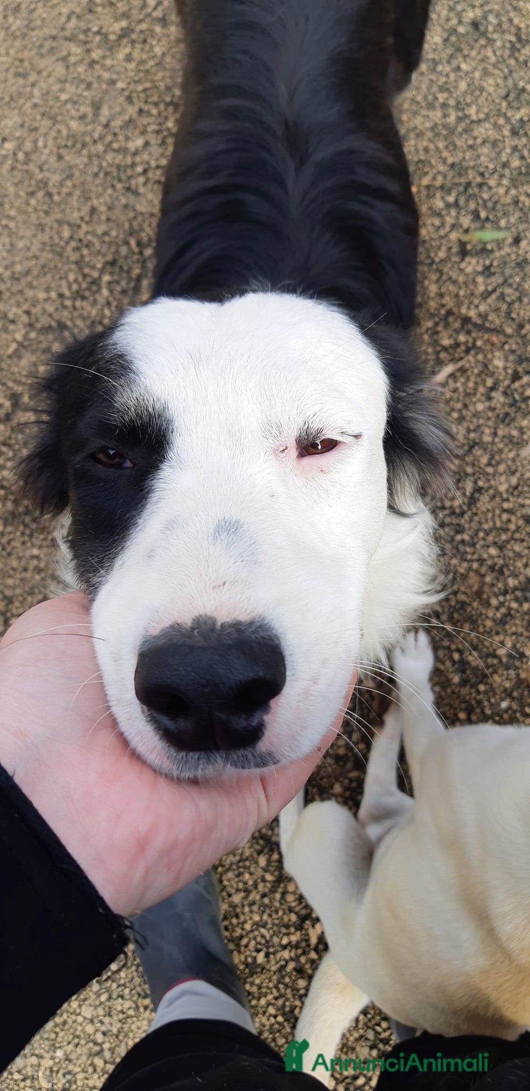 Border Collie cani in regalo: WILLOW, fantastica mix BORDER COLLIE! - Immagine 6