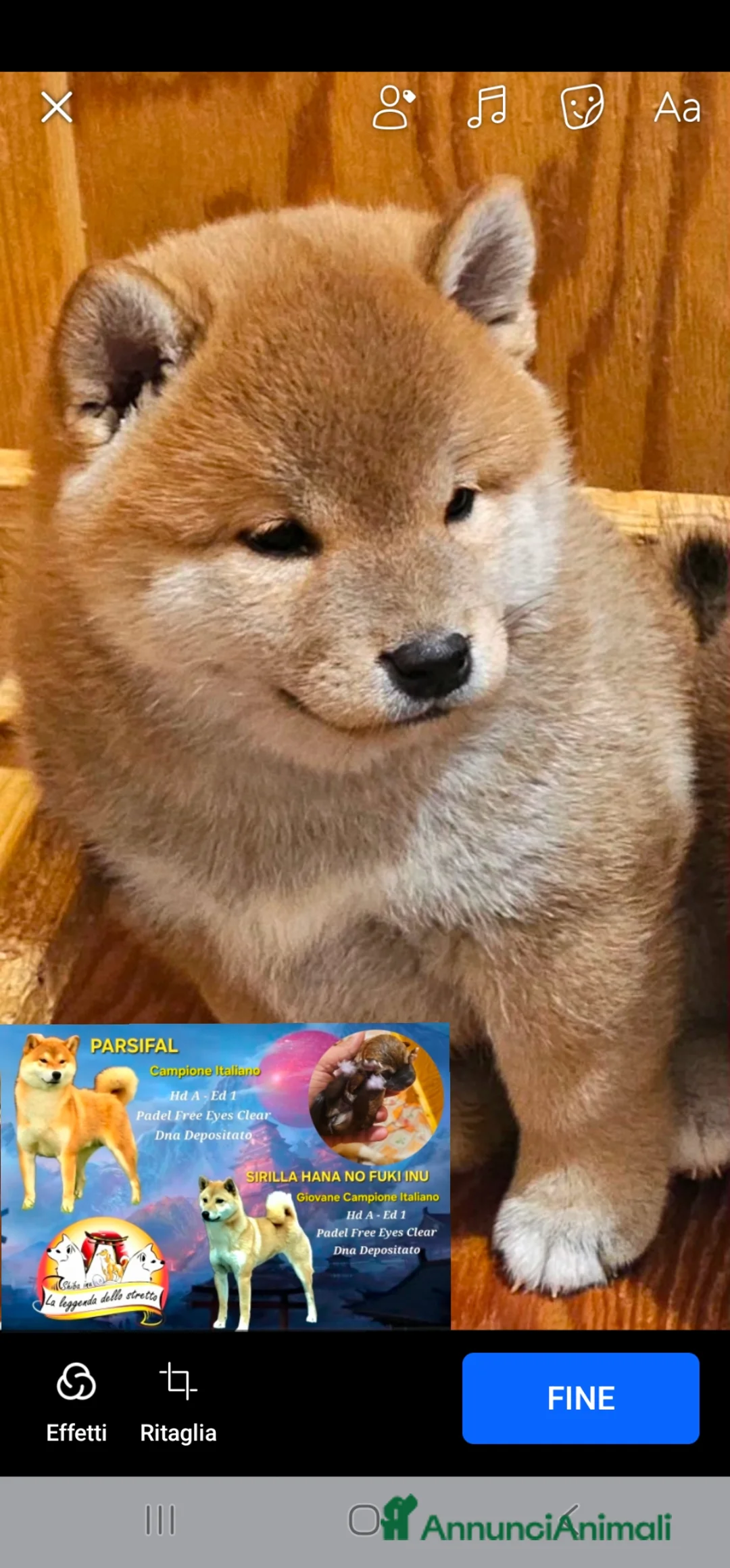 Shiba Inu cani in vendita: Shiba inu a Città Metropolitana di Genova - Annuncio 2