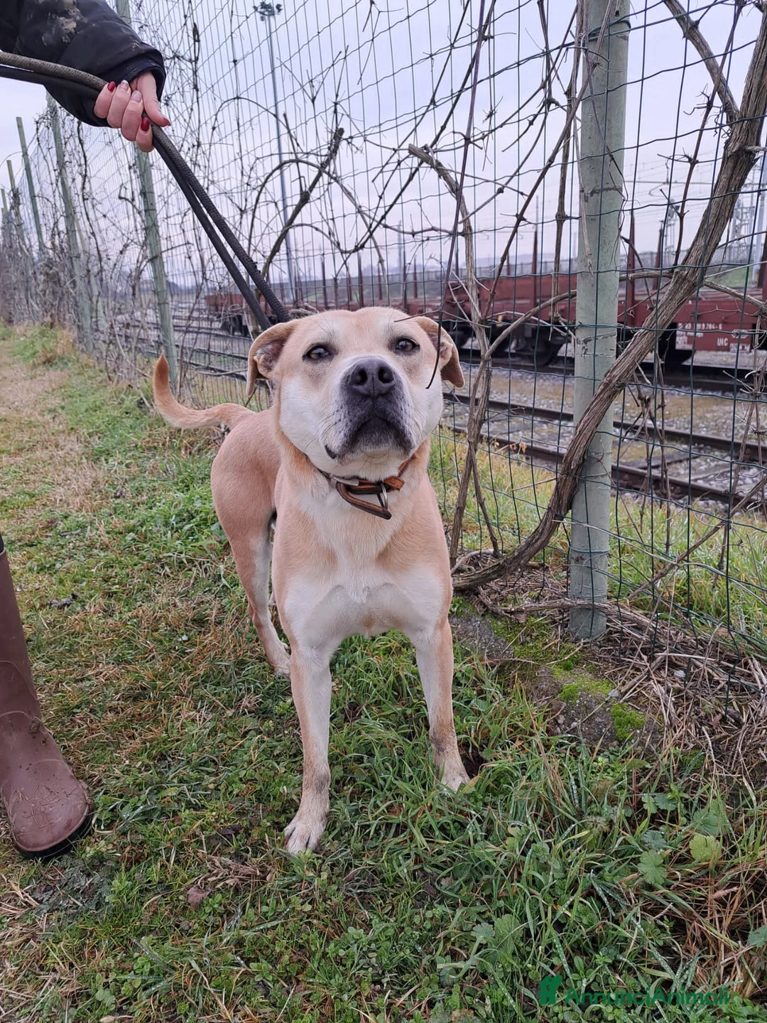 Altre razze cani in regalo: aaron - Annuncio 3