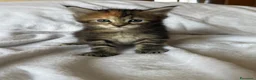 Maine Coon gatti in vendita: Tre cucciole di Maine Coon a Città Metropolitana di Torino - Annuncio 4