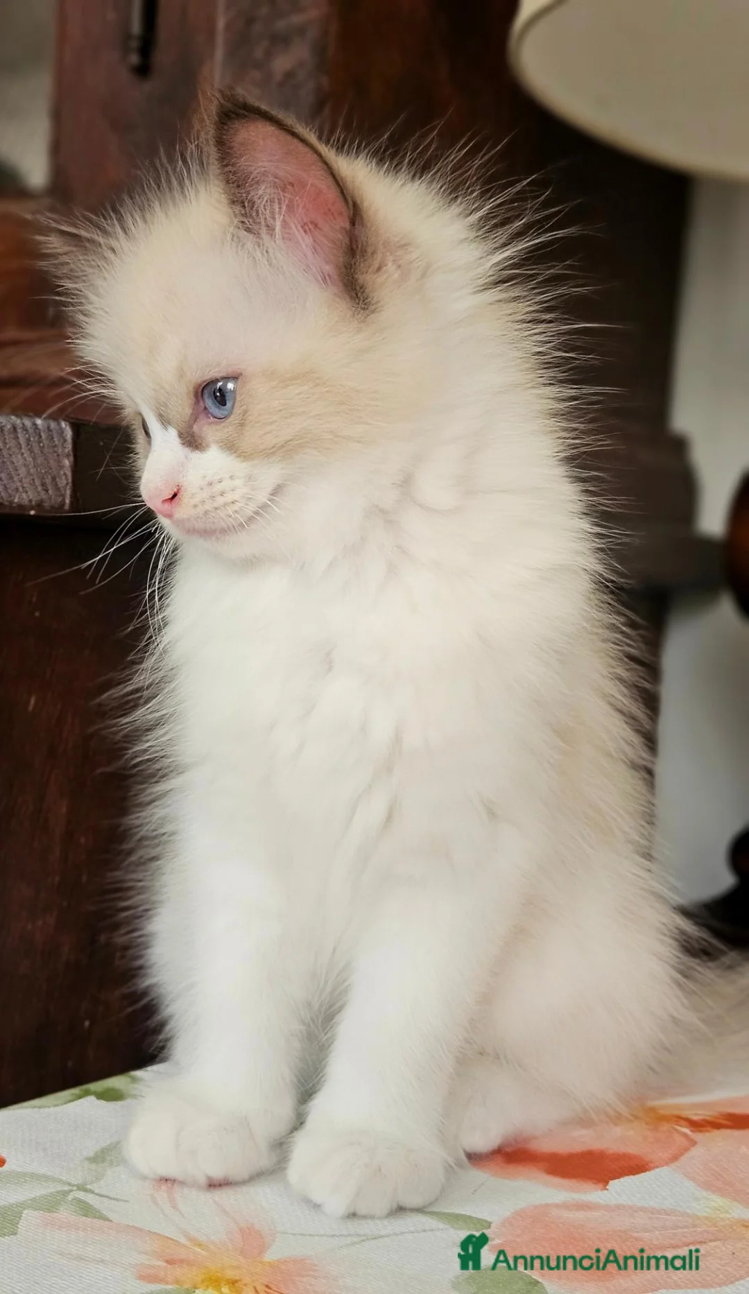 Ragdoll gatti in vendita: Meraviglioso ultimo cucciolo Ragdoll - Annuncio 2