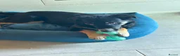 Meticcio cani in regalo: CERCA FAMIGLIA RESPONSABILE PER KEN - Annuncio 3