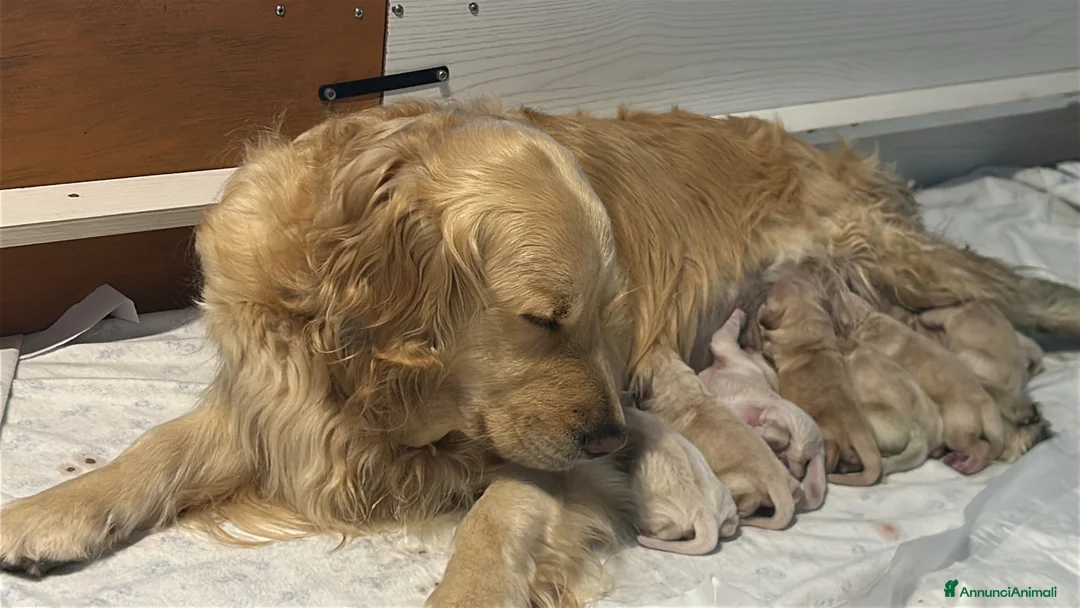 Golden Retriever cani in vendita: I cuccioli di Dea e Axel - Annuncio 9