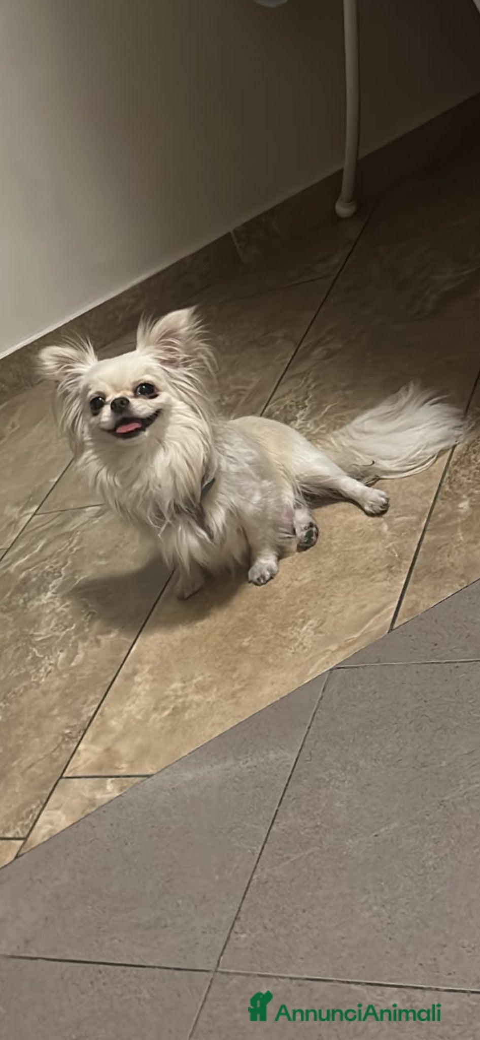 Chihuahua cani Cucciolo di chihuahua  - Annuncio 1