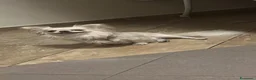 Chihuahua cani in vendita: Cucciolo di chihuahua  - Annuncio 6