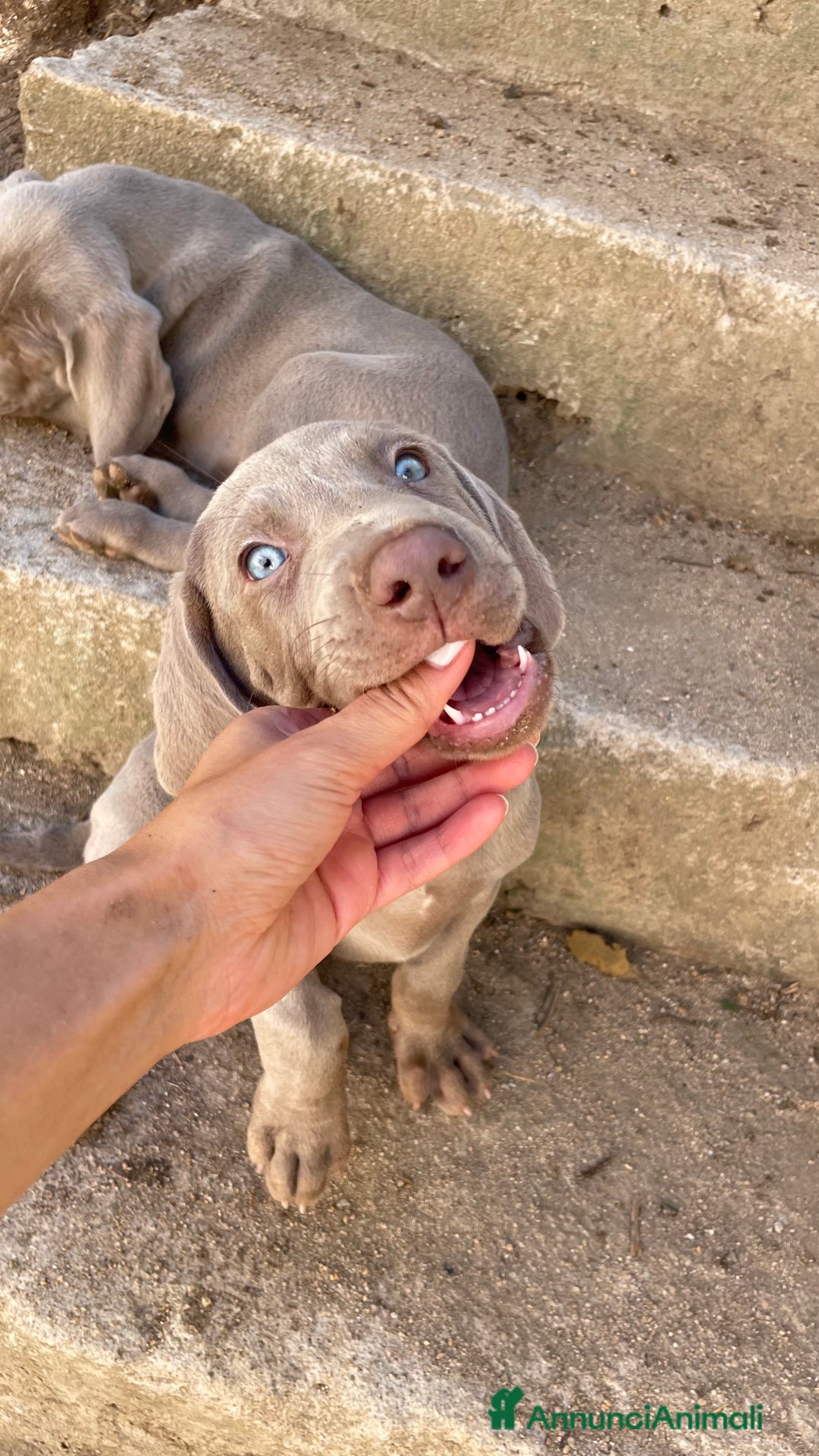 Weimaraner cani in vendita: Cuccioli di Weimarainer - Annuncio 5