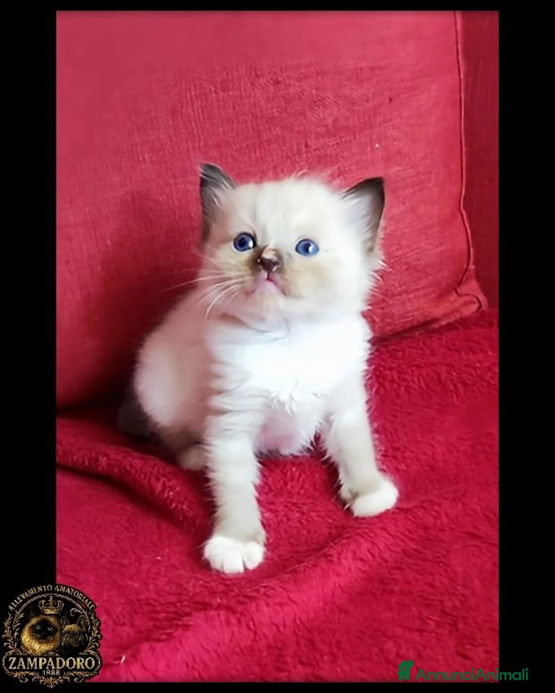 Ragdoll gatti in vendita: Ragdoll cuccioli seal/bicolor  a Città metropolitana di Milano - Annuncio 7
