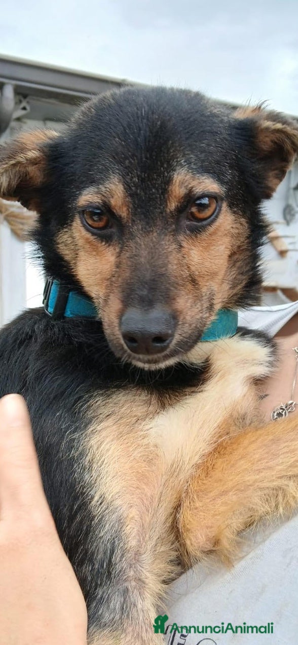 Altre razze cani Grace, Elsa, Felicina, Gelsomina, 11 mesi, 8 kg a Città metropolitana di Roma Capitale - Annuncio 22