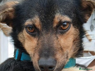 Altre razze cani Grace, Elsa, Felicina, Gelsomina, 11 mesi, 8 kg a Città metropolitana di Roma Capitale - Annuncio 14