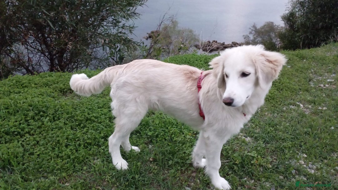 Meticcio cani in regalo: Toby in tutto il suo splendore - Annuncio 10