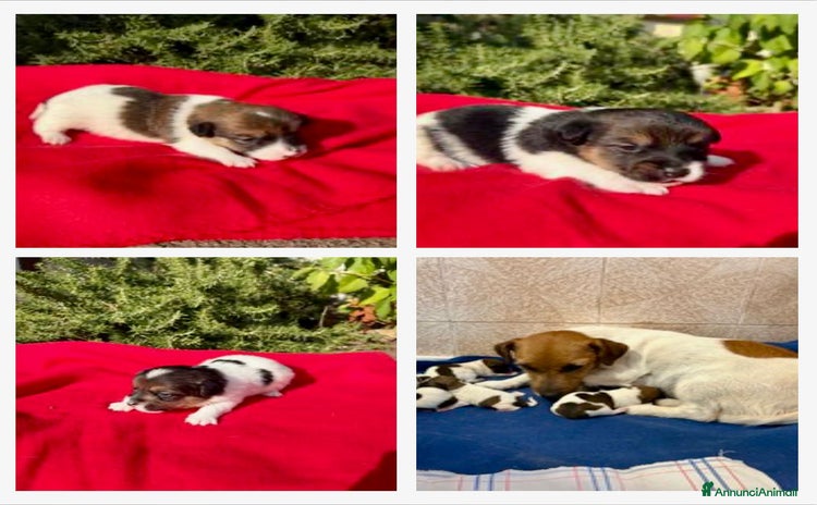 Jack Russell cani - Annuncio 11