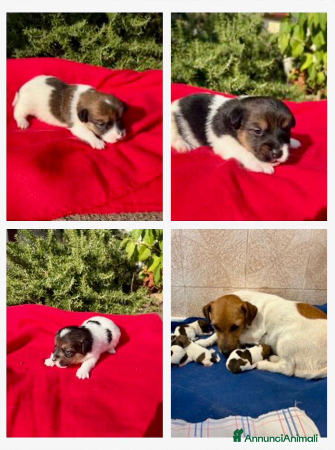 Jack Russell cani in vendita: CUCCIOLI DI JACK RUSSELL TERRIER CON PEDIGREE - Immagine 1