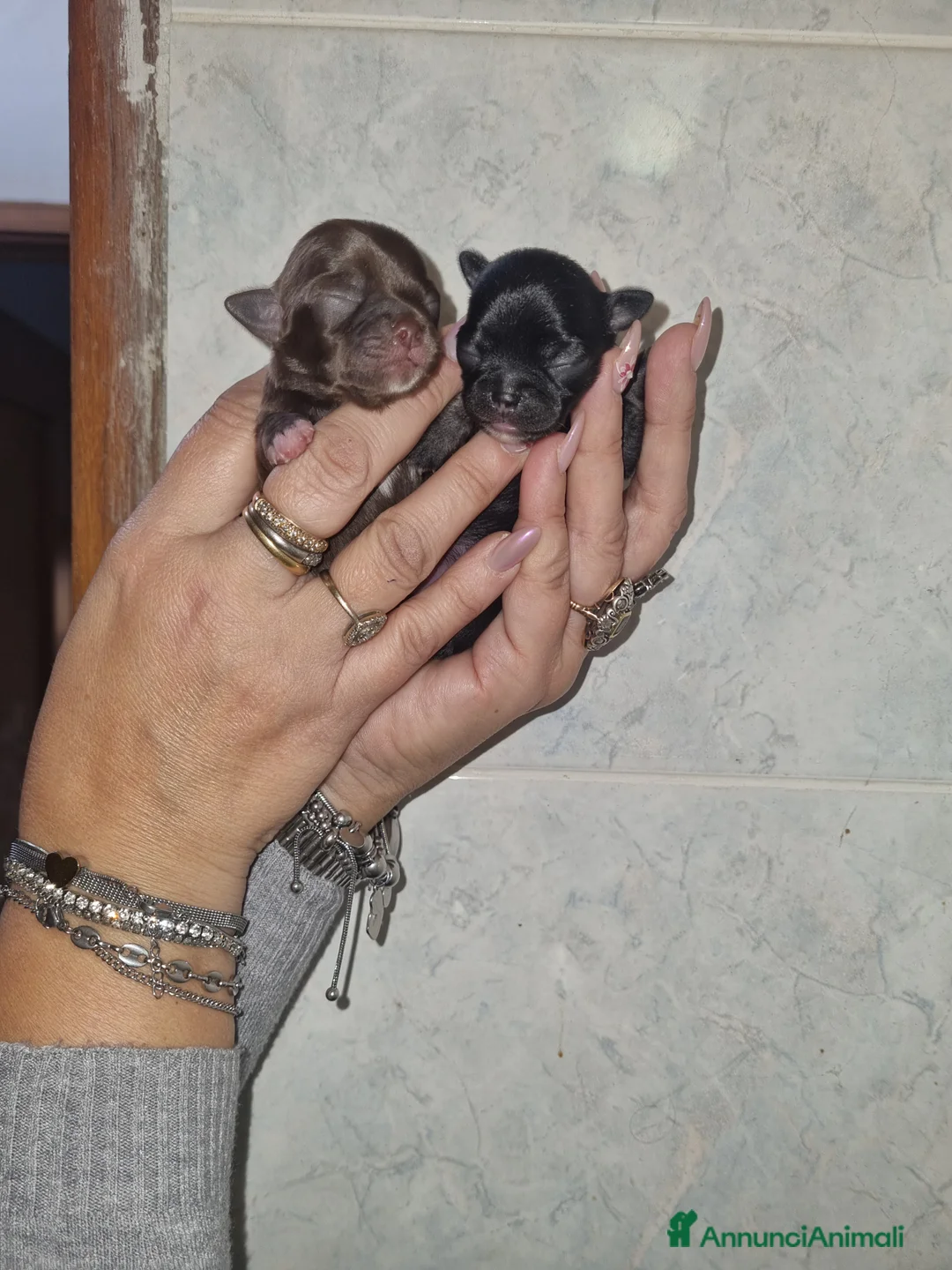 Chihuahua cani in vendita: Cuccioli di chihuahua toy  - Annuncio 7