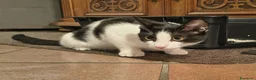 Europeo gatti in regalo: gattina 5 mesi  - Annuncio 4
