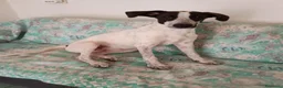 Meticcio cani in regalo: Cagnolina meticcia  a Città metropolitana di Roma Capitale - Annuncio 3