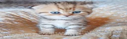 Scottish gatti in vendita: Cuccioli Scottish Fold con Pedigree - Annuncio 13