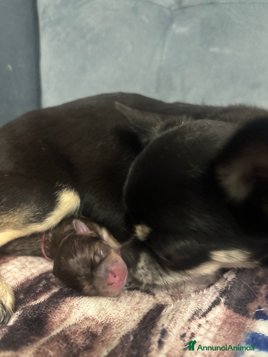 Chihuahua cani in vendita: Chihuahua, 1 maschio e 1 femmina - Annuncio 3
