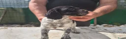 Breton cani in vendita: Cucciole Breton a Provincia di Pavia - Annuncio 4