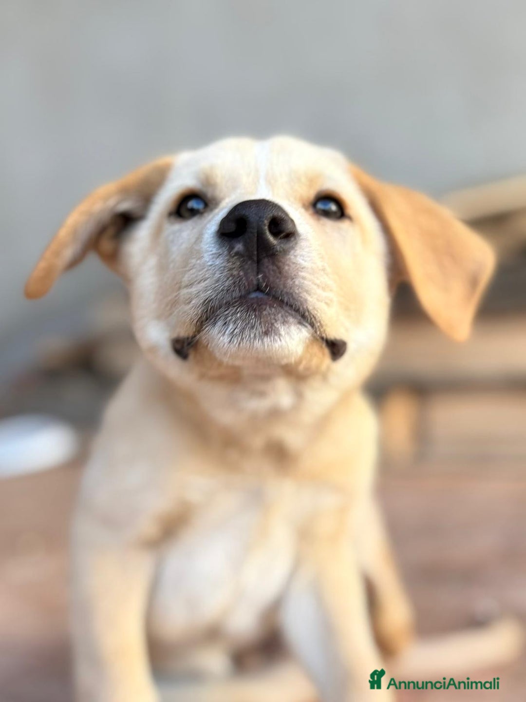 Meticcio cani in regalo: WILSON 💙 - cucciolo pastore, cerca una mamma 🥺 - Annuncio 2
