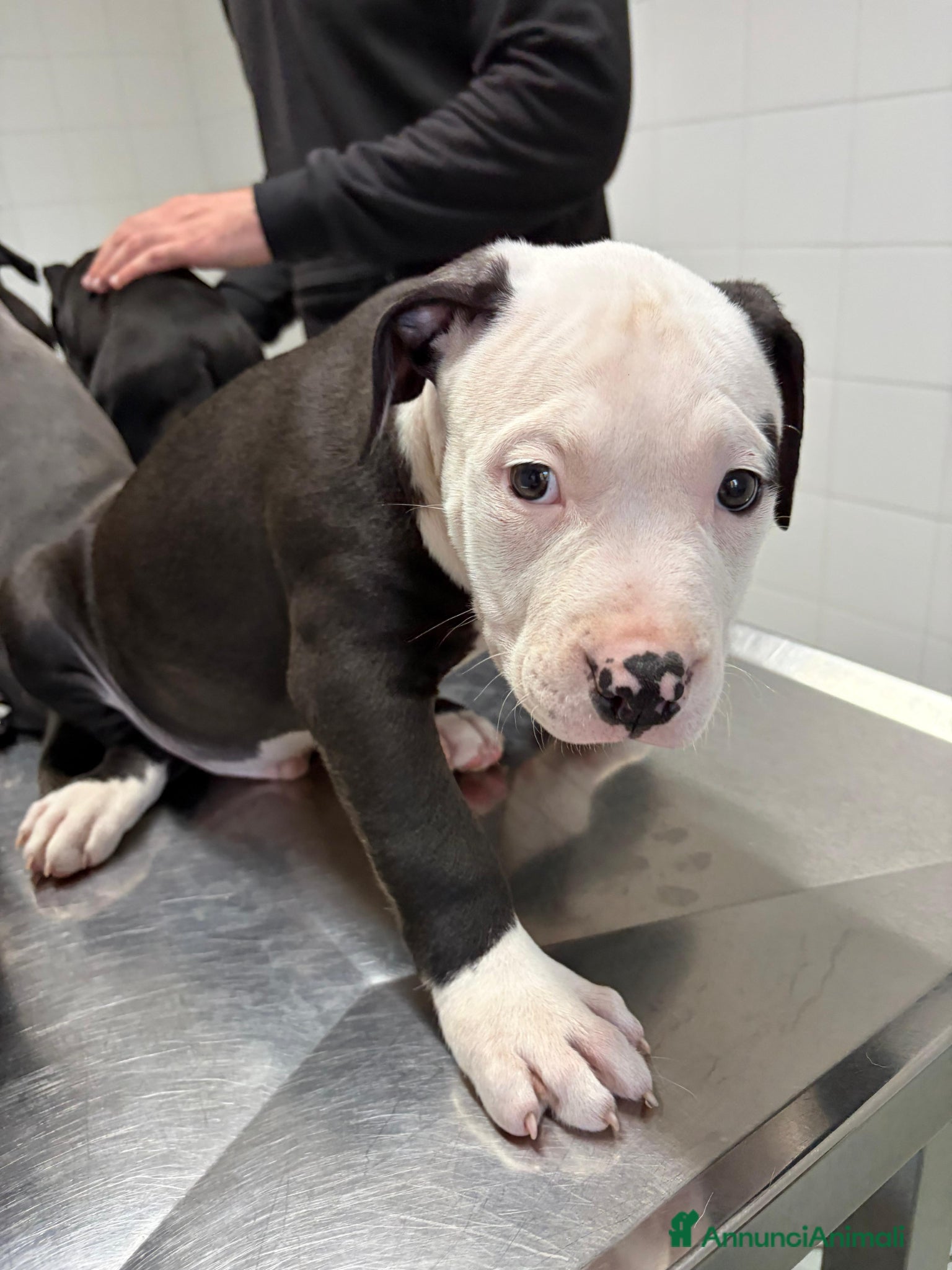 Pitbull cani Cuccioli pitbull  - Annuncio 1