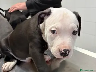 Pitbull cani Cuccioli pitbull - Annuncio 2