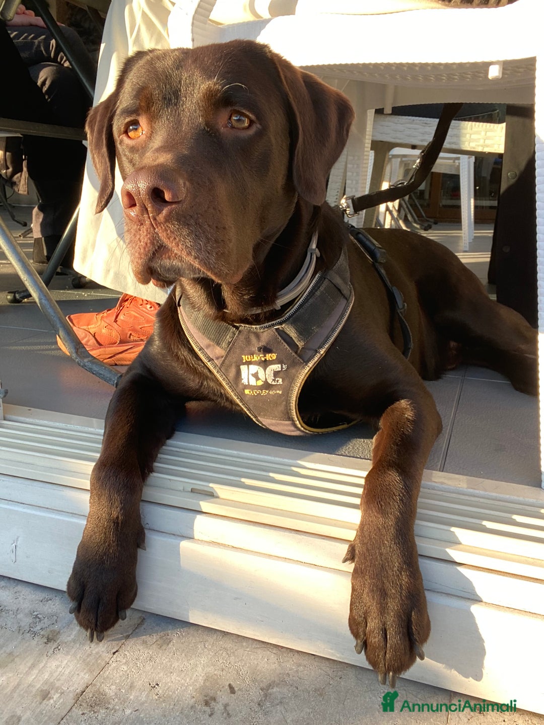 Labrador cani per accoppiamento: Cerco fidanzata Choco🤎 a Città metropolitana di Roma Capitale - Annuncio 2