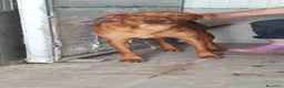 Cirneco dell'Etna cani in regalo: Cirneco dell'Etna in canile - Annuncio 3