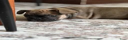 Bulldog Francese cani in vendita: Bulldog francese femmina a Provincia di Brindisi - Annuncio 6