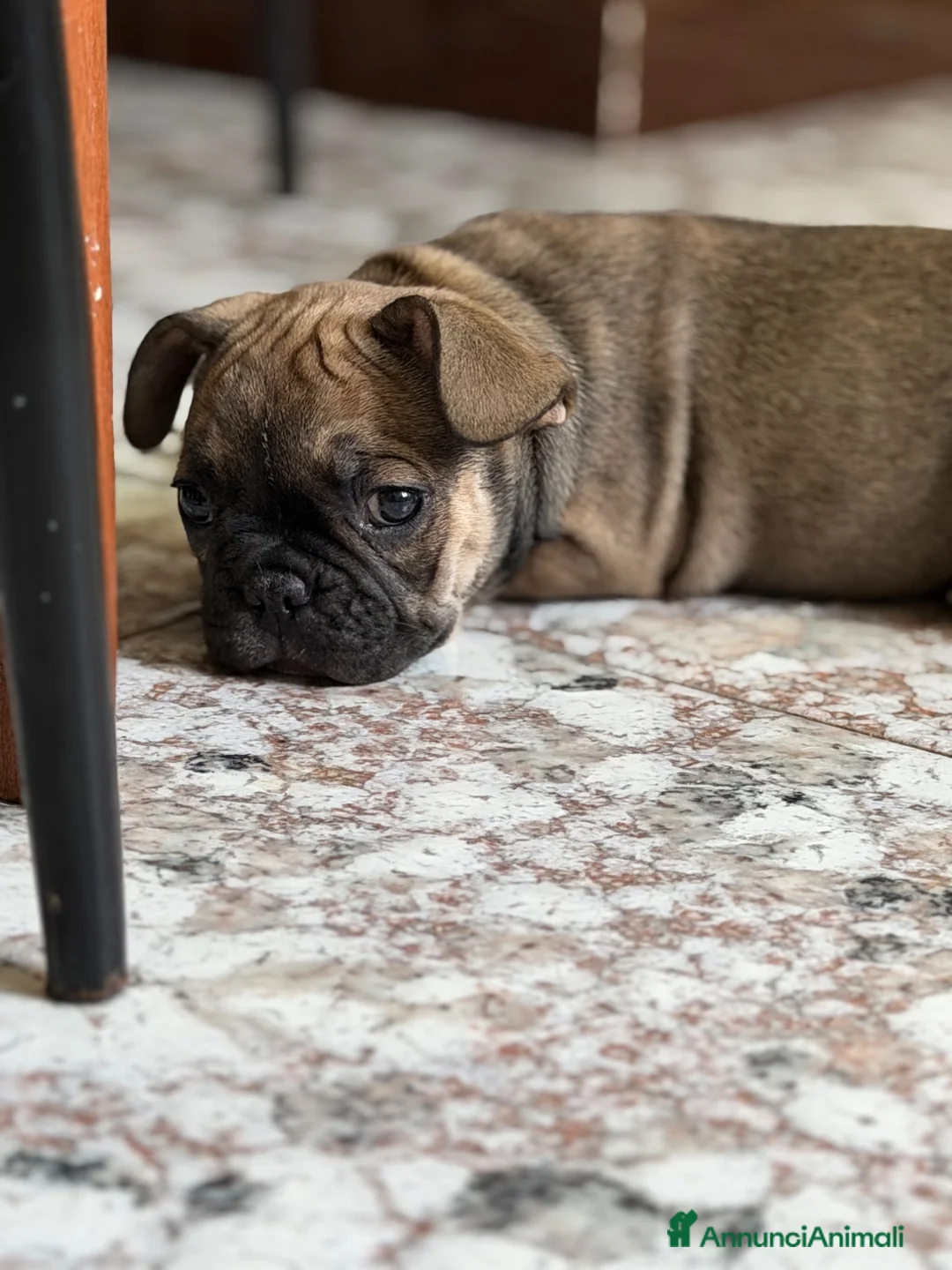Bulldog Francese cani in vendita: Bulldog francese femmina a Provincia di Brindisi - Annuncio 6