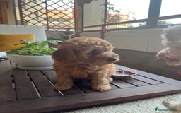 Barbone cani in vendita: Barboncino Red a Città metropolitana di Milano - Immagine 3