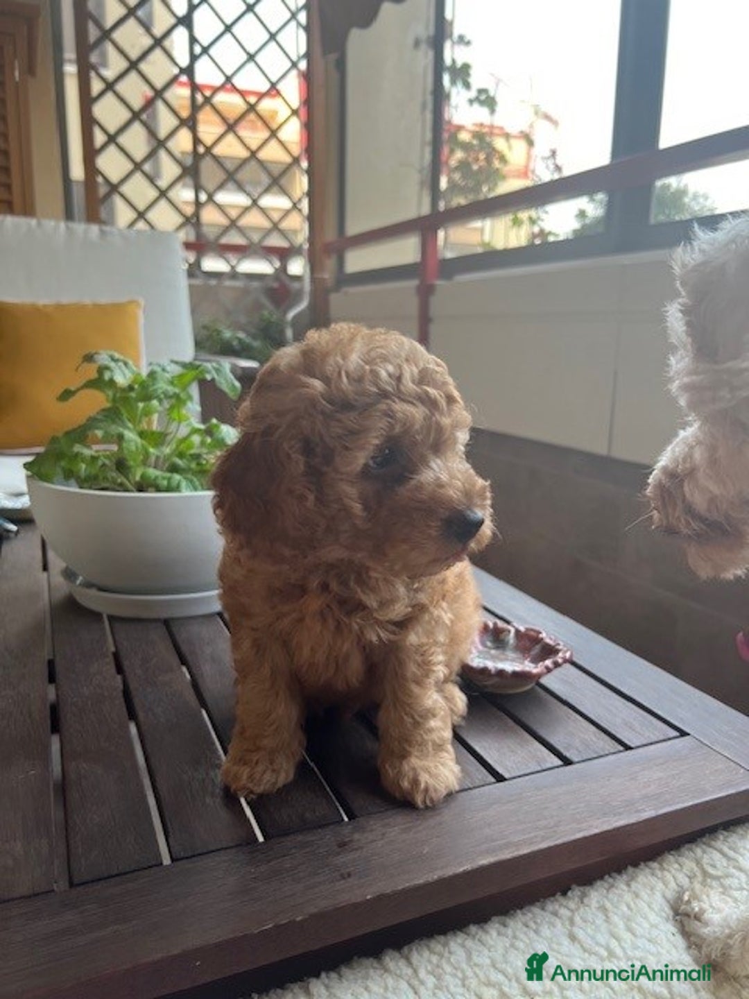 Barbone cani in vendita: Barboncino Red a Città metropolitana di Milano - Immagine 3