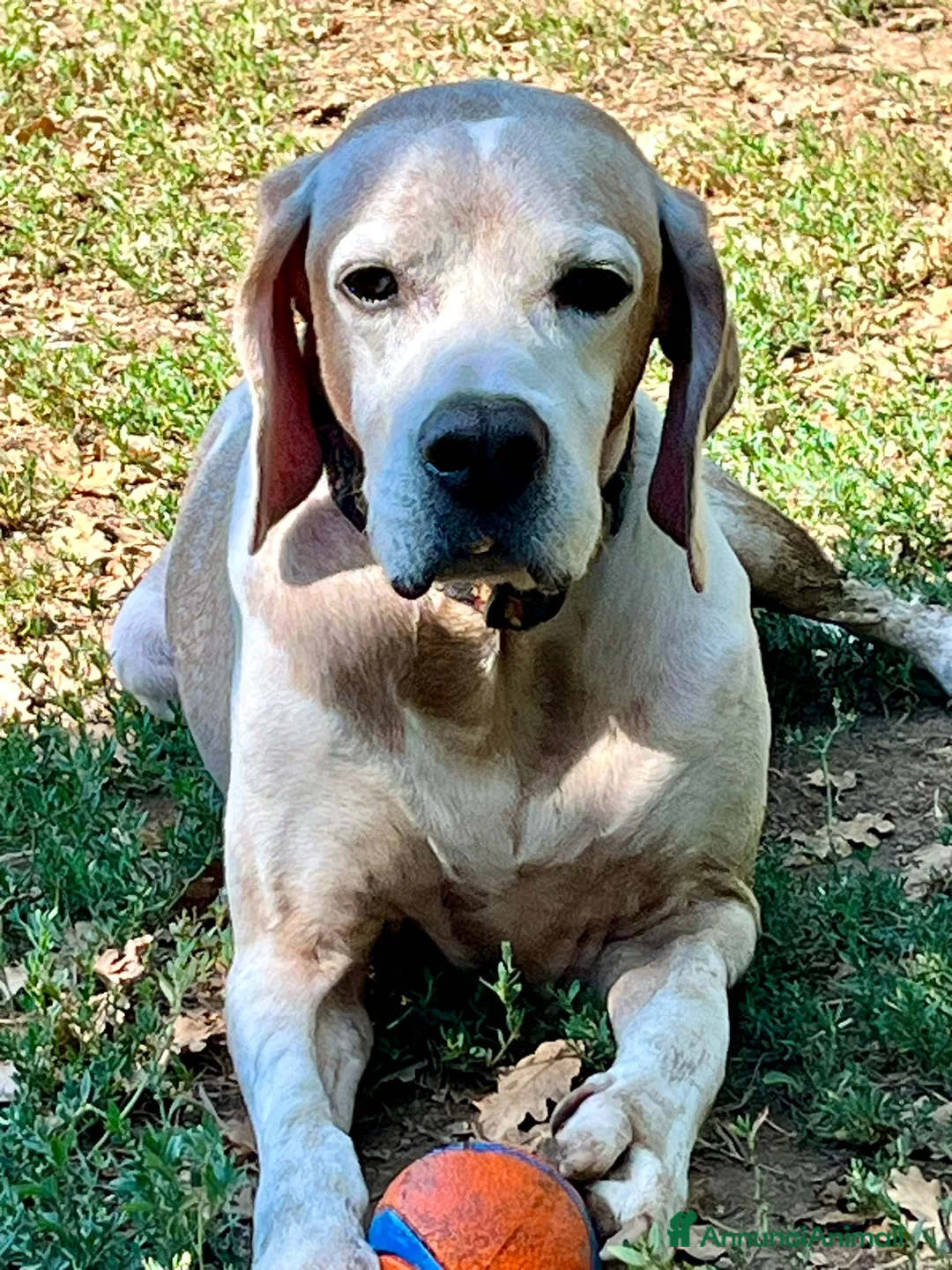 Pointer cani in regalo: VENTO un tesoro tutte coccole a Pomezia - Annuncio 9