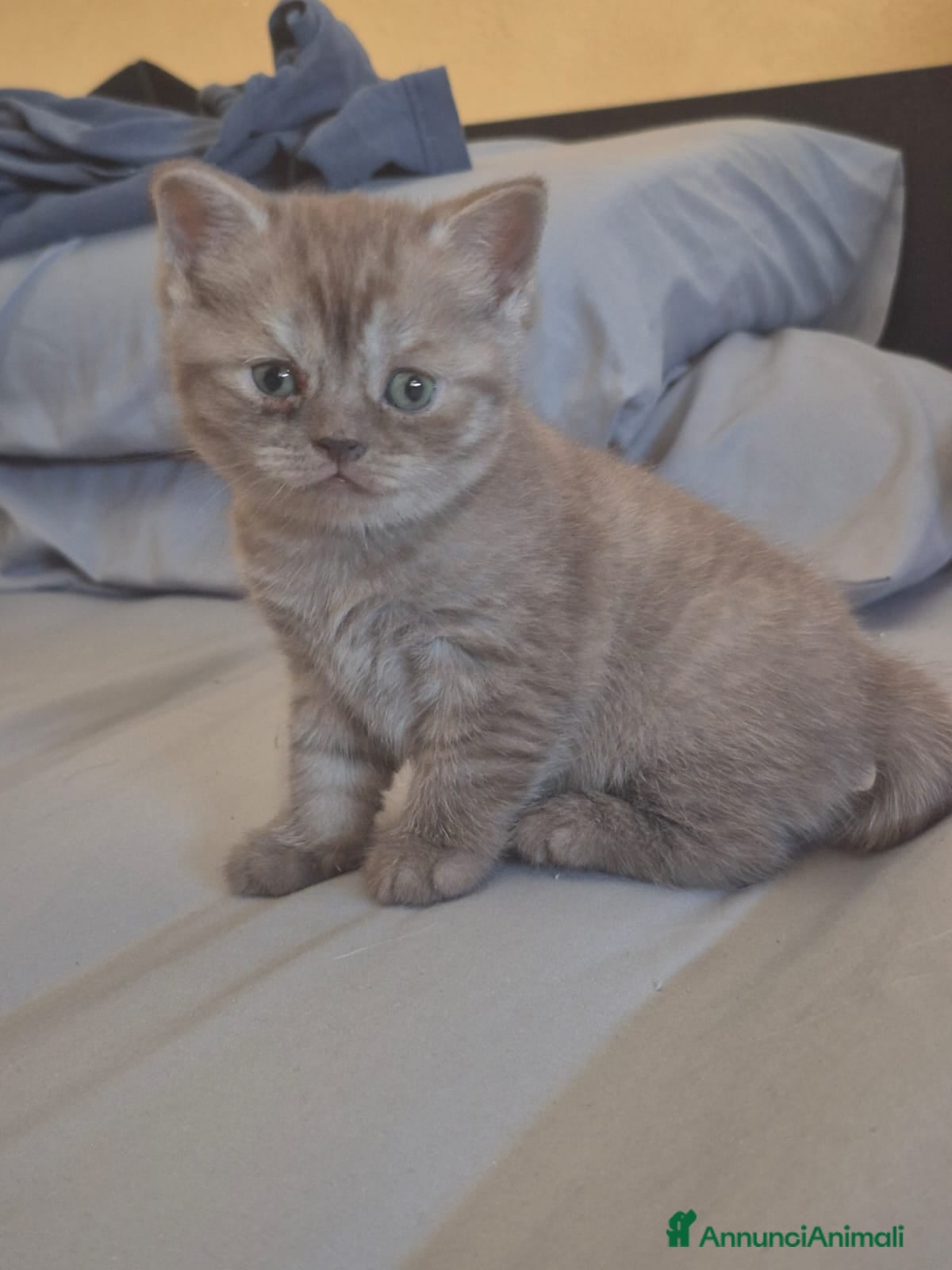 British gatti Gattini British - Annuncio 8