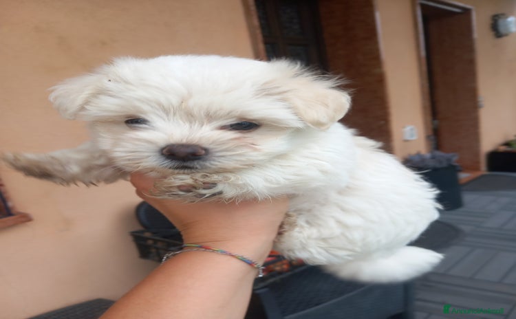 Maltese cani a Provincia di Padova - Annuncio 4