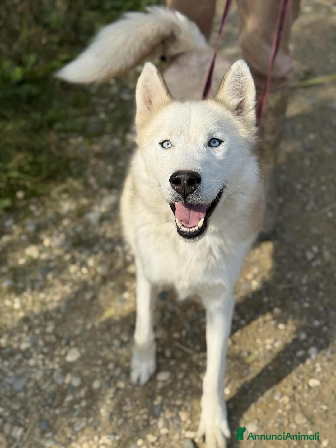 Husky cani in regalo: GOLEM, splendido HUSKY dagli occhi di ghiaccio! - Annuncio 5