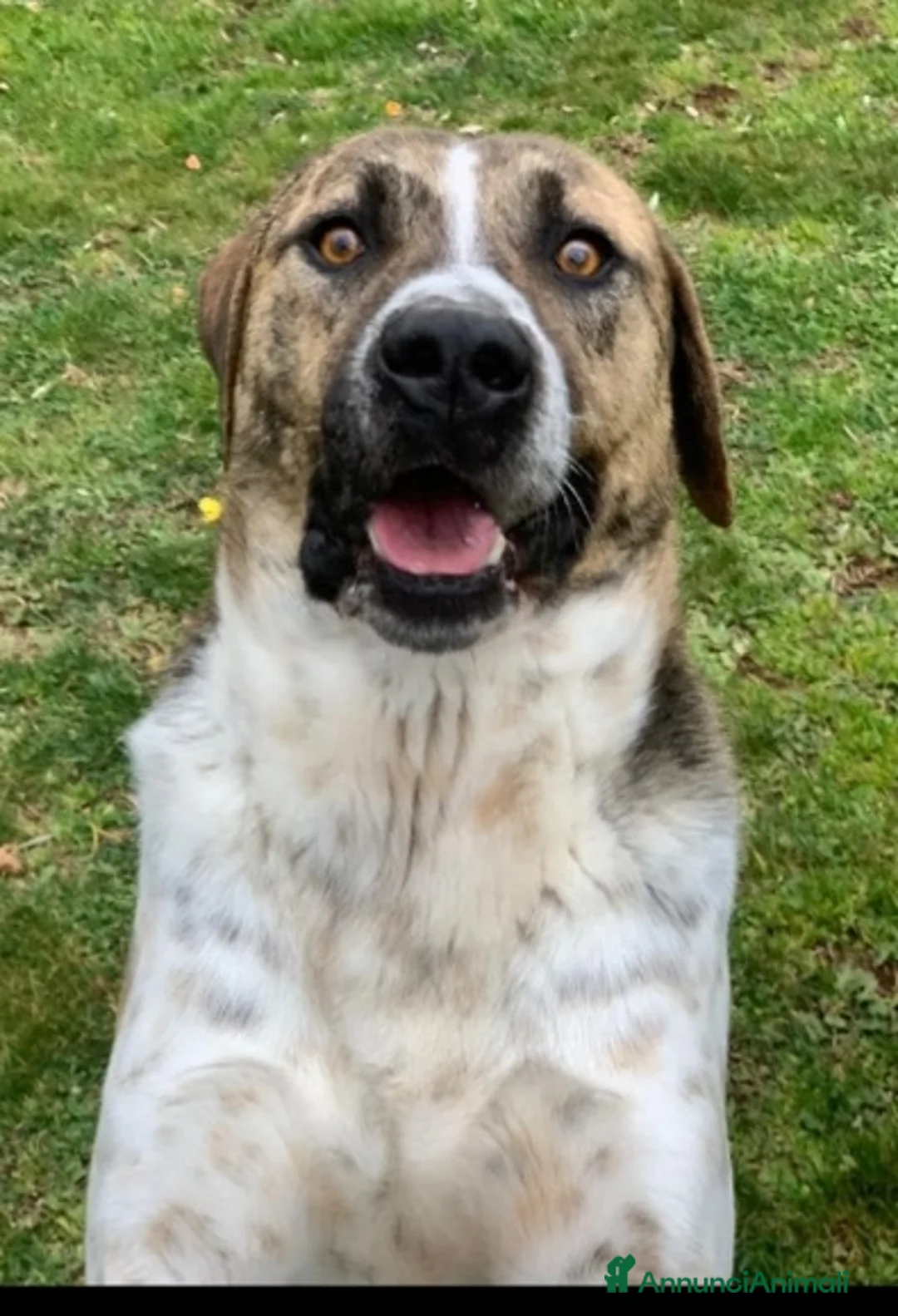 Meticcio cani in regalo: Perù 4anni dopo 3anni di box è stato trasferito! - Annuncio 5