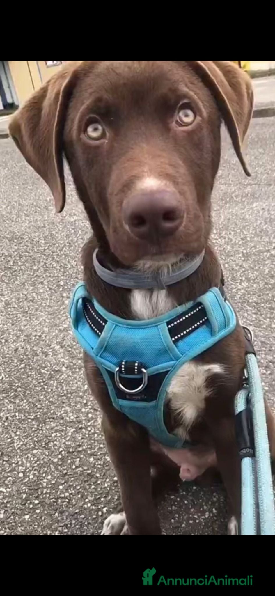 Meticcio cani Riportato in rifugio: Pongo 9 mesi  - Annuncio 6