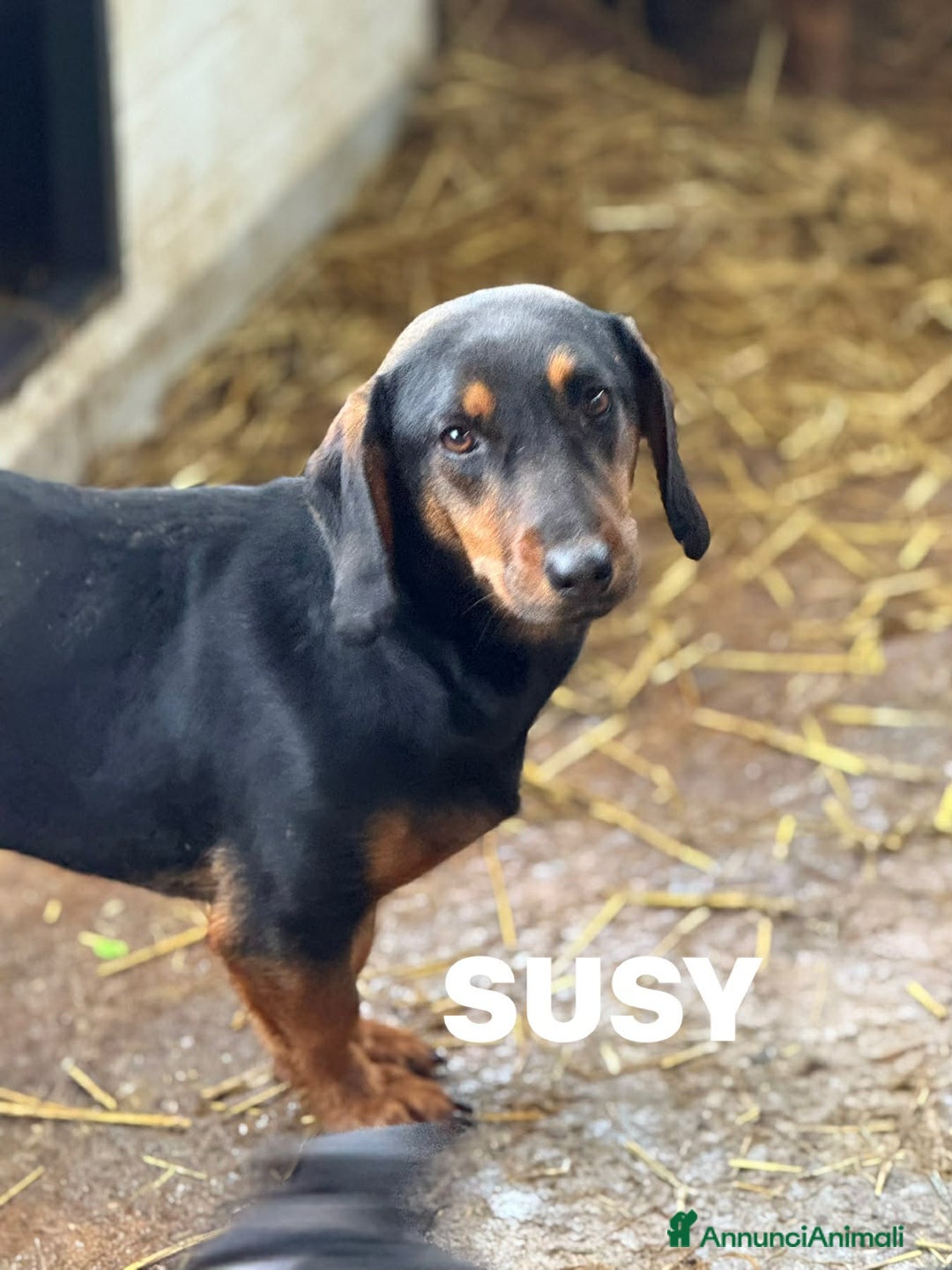 Meticcio cani in regalo: SUSY, nanetta timidona! Zampacorta. - Annuncio 2