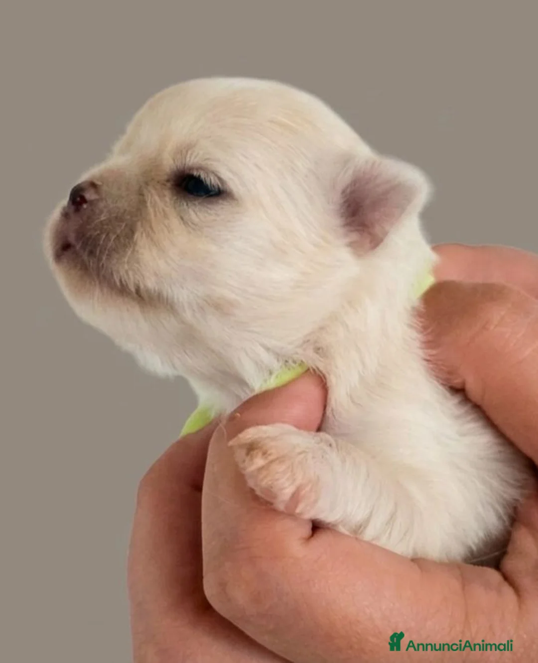 Chihuahua cani in vendita: CUCCIOLI CHIHUAHUA PELO LUNGO - Annuncio 5