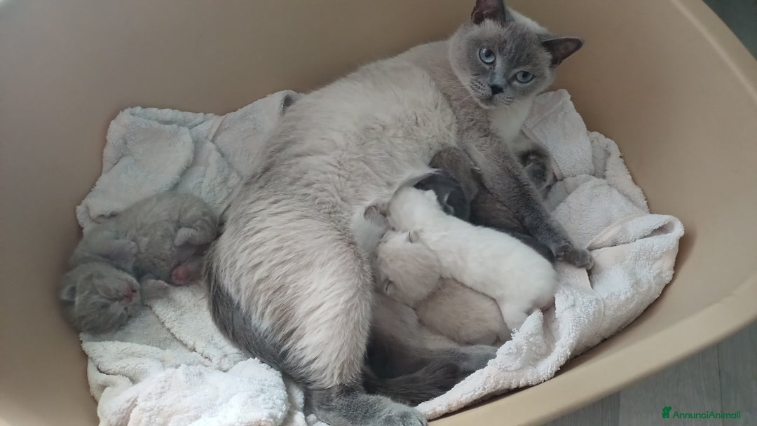 Scottish gatti in vendita: Scottish blu pointer straight  a Provincia di Gorizia - Immagine 2
